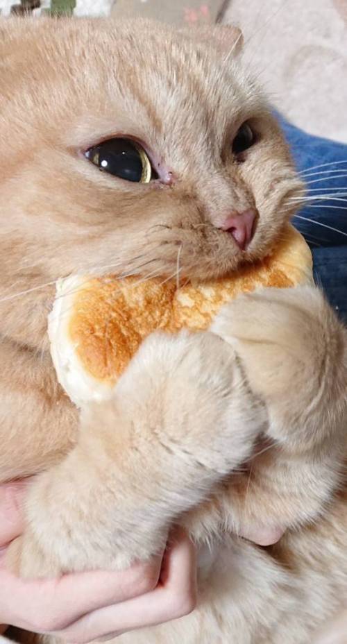 빵 훔쳐간 고양이.jpg