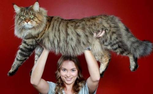 흔한 고양이의 크기.jpg