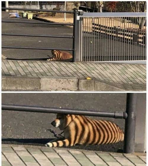 동물원에서 호랑이 탈출함.jpg