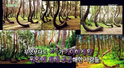 [스압] 신비의 숲.jpg