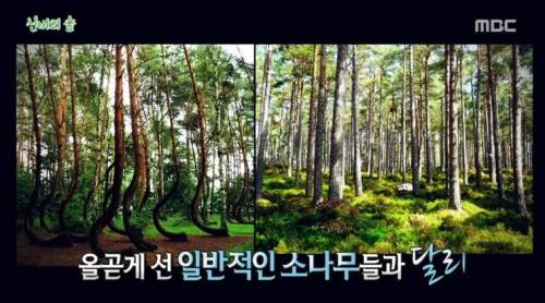 [스압] 신비의 숲.jpg