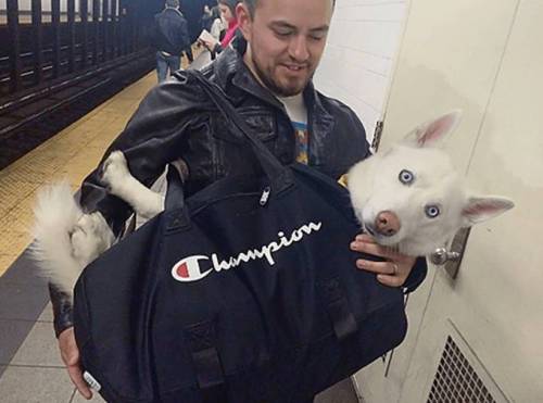 뉴욕 지하철 : 가방에 들어가지 않는 사이즈의 동물은 지하철에 동승할 수 없습니다