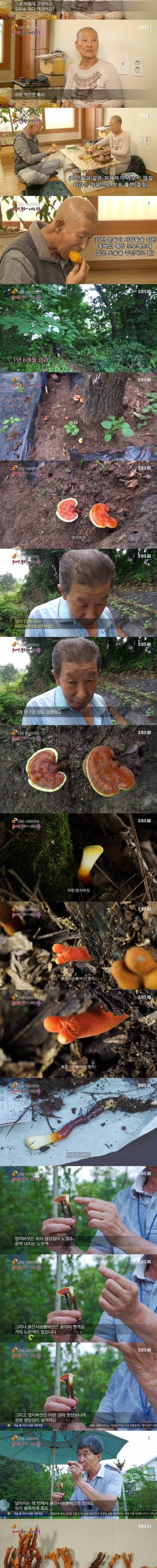 [스압] 한국에 서식하는 가장 위험한 독버섯.jpg