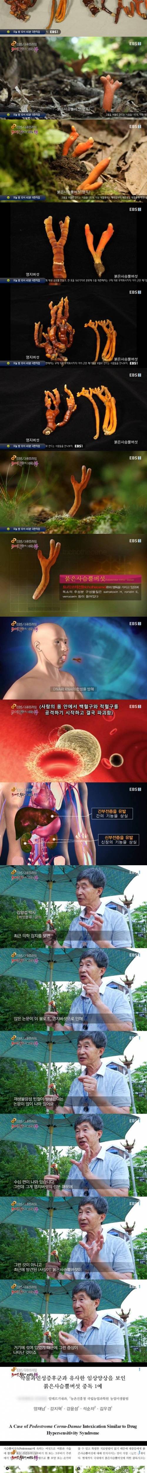 [스압] 한국에 서식하는 가장 위험한 독버섯.jpg