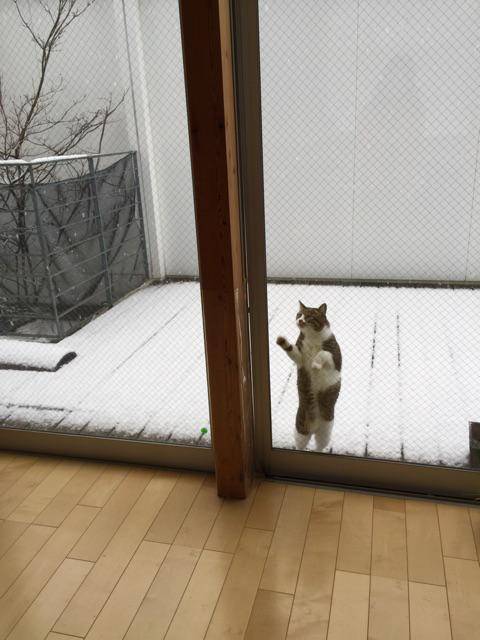 눈이 신기했었던 고양이.jpg