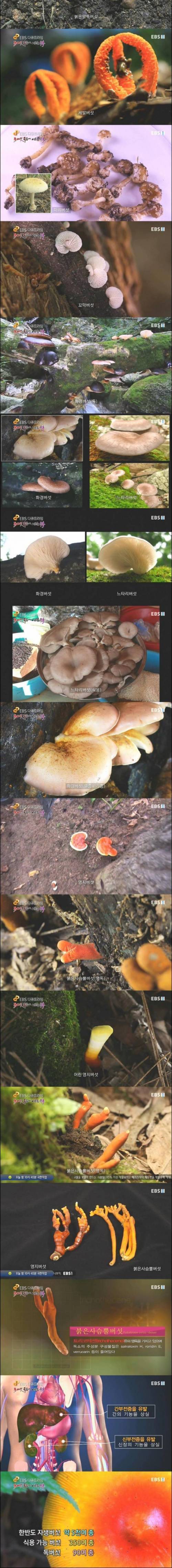 [스압] 식용버섯과 독버섯.jpg