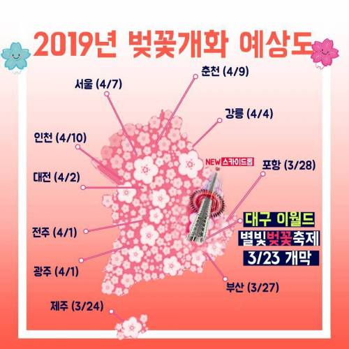 2019년 벚꽃 개화시기.jpg
