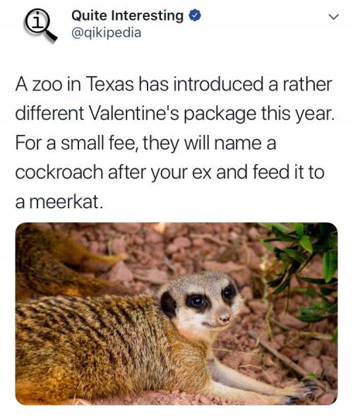 텍사스의 동물원에서 진행하는 발렌타인데이 이벤트.jpg