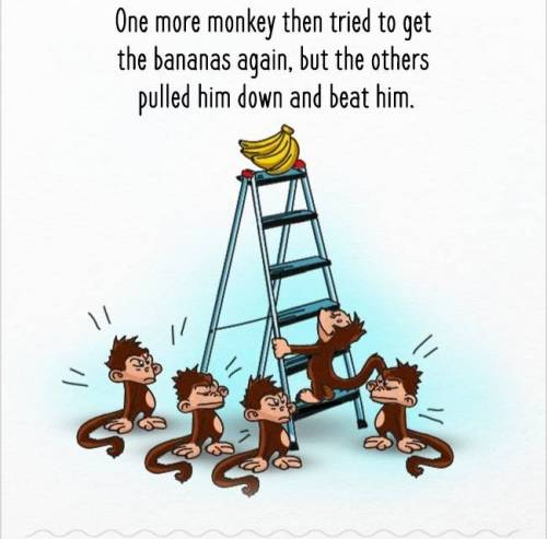 [스압] 다섯마리 원숭이 실험.jpg
