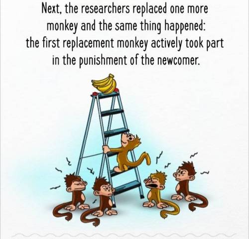 [스압] 다섯마리 원숭이 실험.jpg