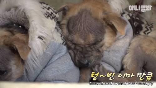 [스압] 생후 2개월 된 대머리 강아지들.jpg