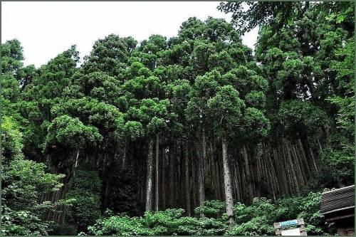일본이 국책사업으로 심은 나무.jpg