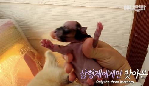 [스압] 생후 2개월 된 대머리 강아지들.jpg