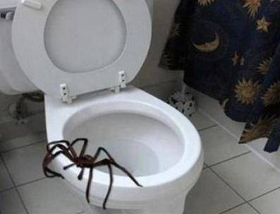 (거미주의) 거미 무서워.... 난리친 남성.jpg