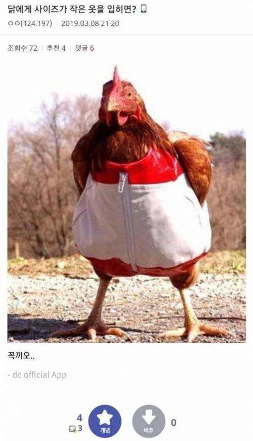 닭에게 사이즈가 작은 옷을 입히면?