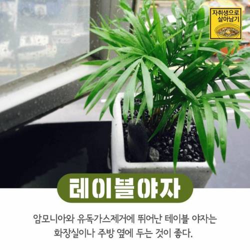 [스압] 간단하게 키우기 쉬운 식물들