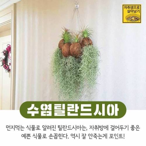 [스압] 간단하게 키우기 쉬운 식물들