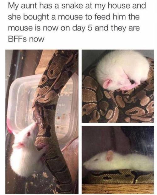 [혐] 뱀먹이로 쥐를 넣었다.