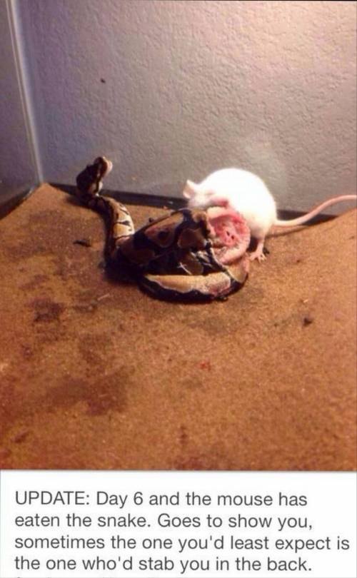 [혐] 뱀먹이로 쥐를 넣었다.