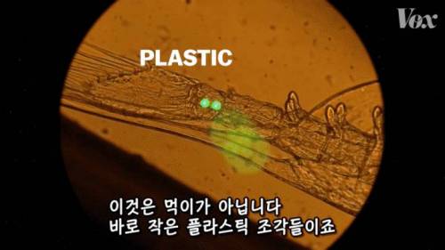 [스압] 해산물에서 플라스틱이 발견되는 이유.jpg