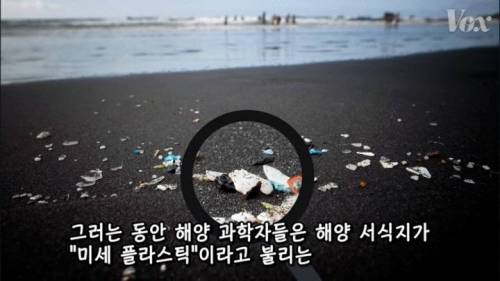 [스압] 해산물에서 플라스틱이 발견되는 이유.jpg