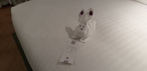 방 청소해주시는 호텔 직원 분이 아기코끼리 만들어놓으셨길래.jpg