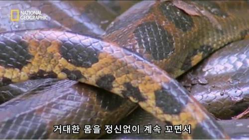 [스압] 뱀이 색욕의 상징인 이유.jpg