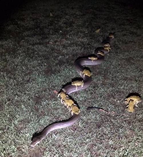 [약징]뱀을 탄 두꺼비들.jpg