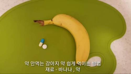 [스압] 바나나 트라우마가 생길 뻔한 리트리버