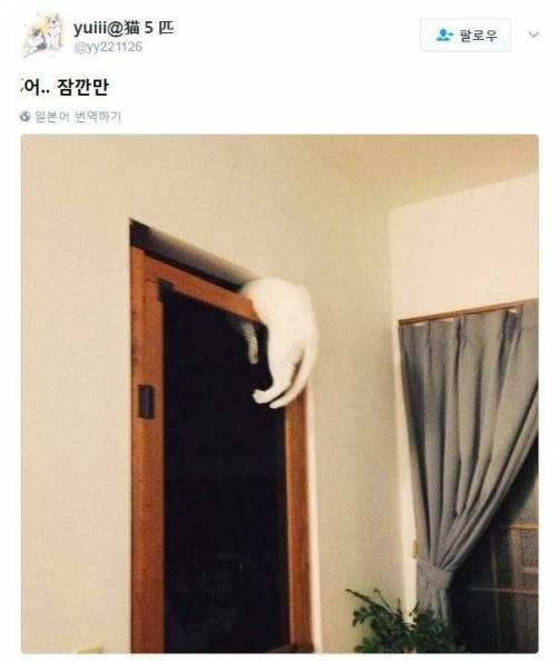 고양이 주방 침입 방지문.jpg