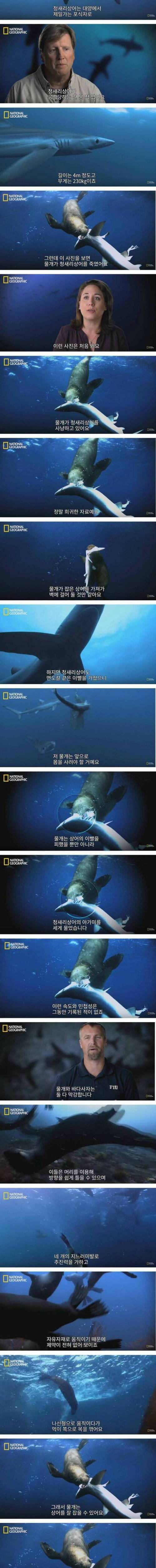 [스압] 상어의 신종 천적.jpg