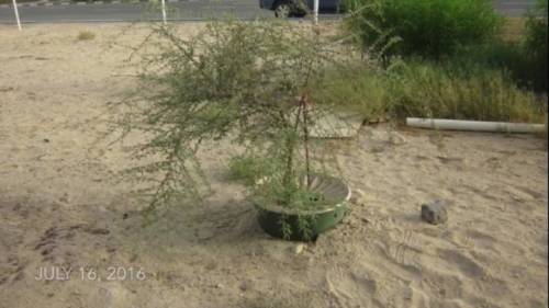 두바이 사막을 숲으로 바꾸고 있는 화분.mp4