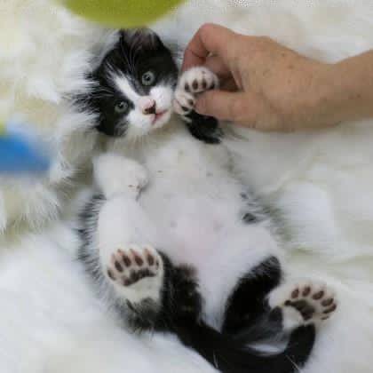 [스압] 손모아 장갑낀 고양이들