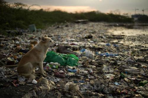 [스압] 플라스틱으로 오염된 지구.jpg