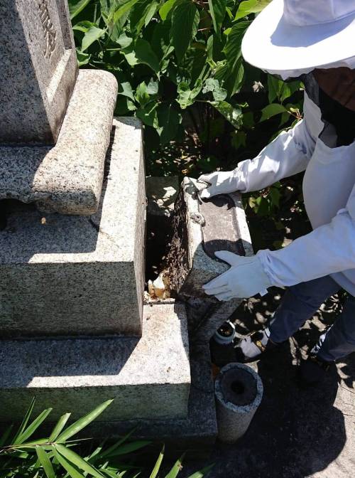 일본에 주인없는 무덤에 생기는 꿀벌.jpg