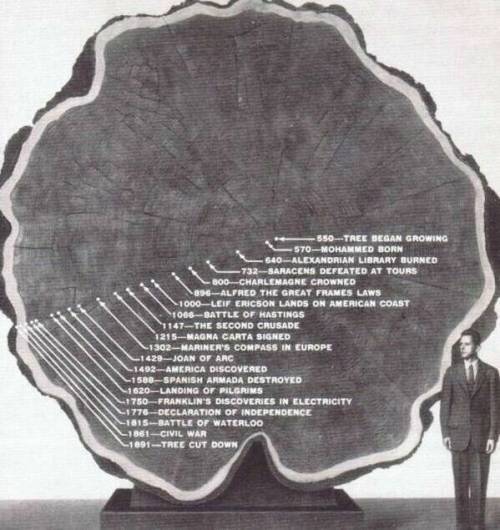 1300년의 역사와 함께 자란 나무