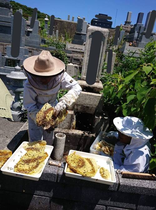 일본에 주인없는 무덤에 생기는 꿀벌.jpg