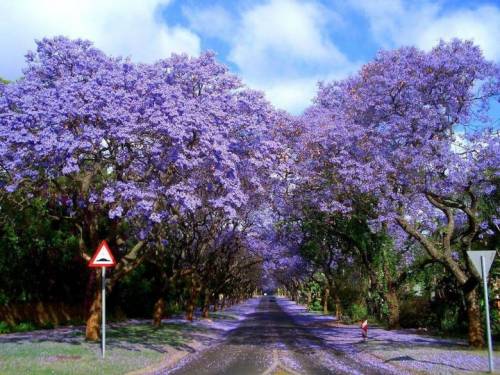 호주의 보라색 벚꽃으로 불리는 자카란다.jpg