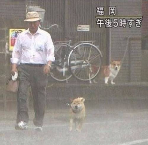 일본 방송 폭우 속의 댕댕이 산책.jpg