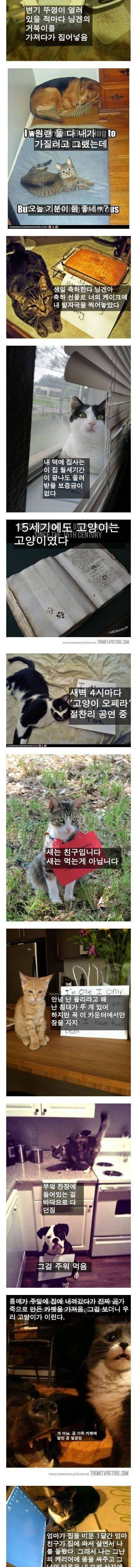 [스압] 잘못을 저지른 고양이들.jpg