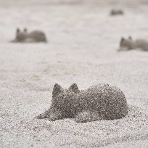 모래사장에 고양이 만드는 컵.jpg