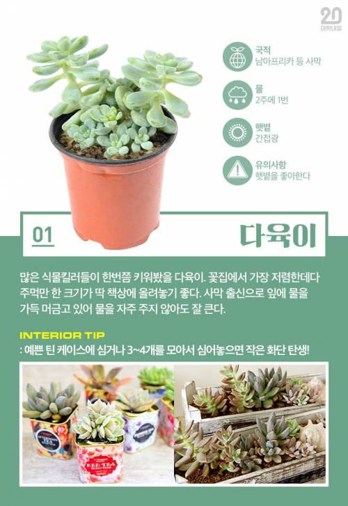 [스압] 식물킬러도 키울 수 있는 반려식물 7.jpg