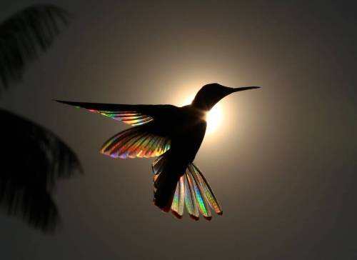 태양 밑의 벌새.jpg