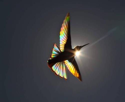 태양 밑의 벌새.jpg