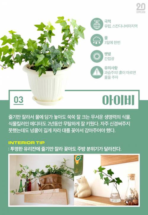 [스압] 식물킬러도 키울 수 있는 반려식물 7.jpg