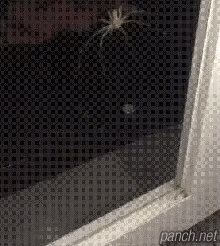 [약징]거미의 공격.gif