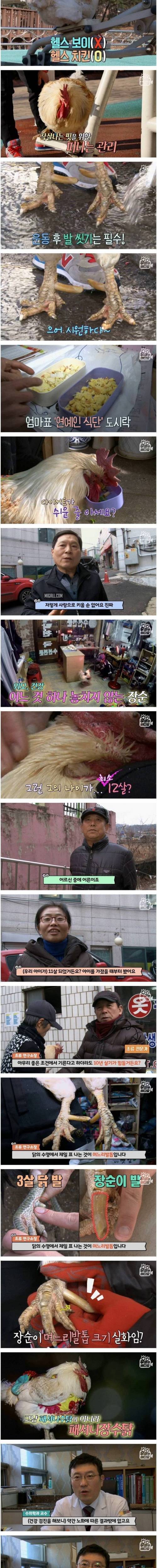 [스압] 학교 앞 병아리를 까리한 장수닭으로 키우는 방법.jpg