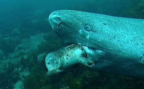 최장 500살까지 사는 그린란드 상어
