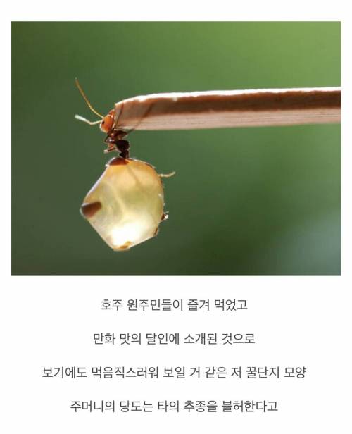 [약혐] 단맛이 나는 식용 개미.jpg