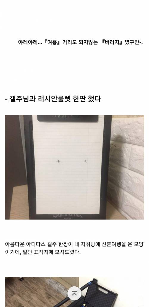 [스압] 모기 갤러리 레전드 작품 "호적수"